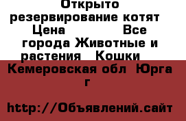 Открыто резервирование котят › Цена ­ 15 000 - Все города Животные и растения » Кошки   . Кемеровская обл.,Юрга г.